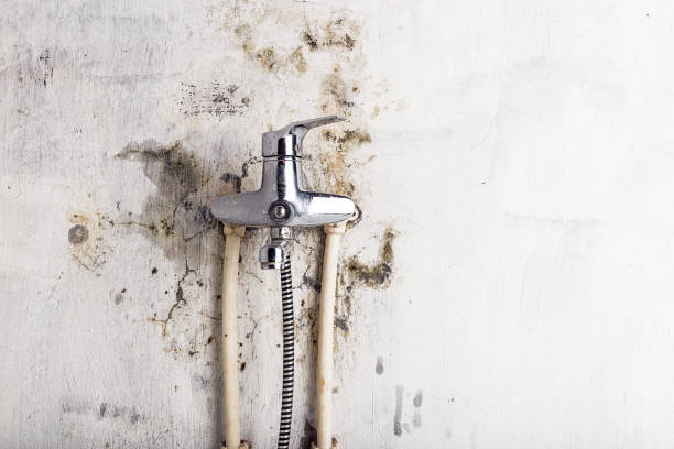 Best Mold Damage Repair  in Nooksack, WA