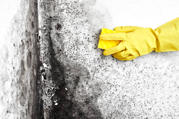 Best Mold Testing  in Nooksack, WA