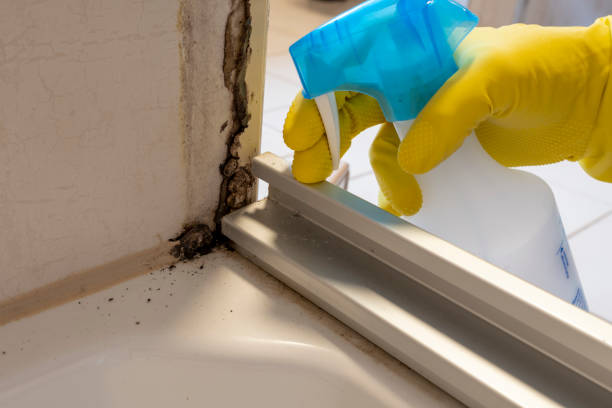 Best Certified Mold Removal  in Nooksack, WA