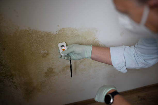 Best Fast Mold Removal  in Nooksack, WA