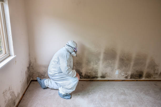 Best Office Mold Removal Services  in Nooksack, WA