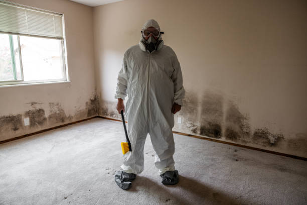 Mold Removal and Inspection in Nooksack, WA