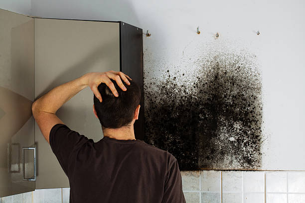Attic Mold Removal in Nooksack, WA