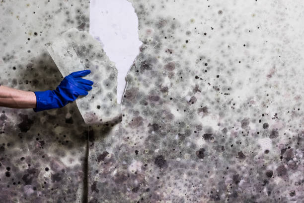 Best Mold Removal Company Near Me  in Nooksack, WA
